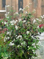 Eupatorium rugosum Chocolate 11 cm Topf - Größe nach Saison