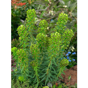 Euphorbia characias char.Black Pearl 11 cm Topf -...