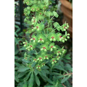 Euphorbia characias char.Red Wing  -R- 11 cm Topf -...