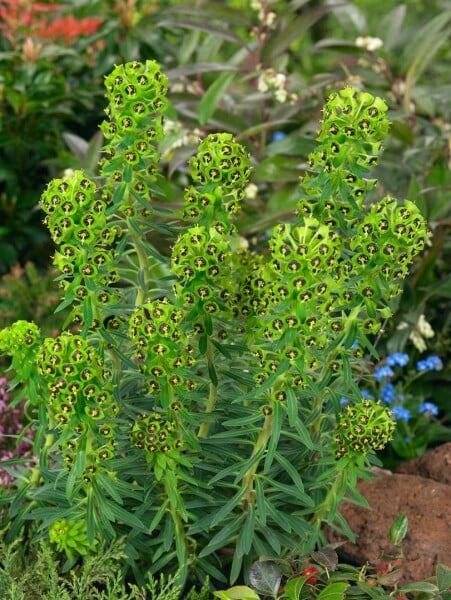 Euphorbia characias ssp.characias 11 cm Topf - Größe nach Saison