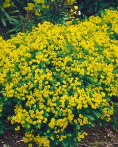 Euphorbia cyparissias 9 cm Topf - Größe nach Saison