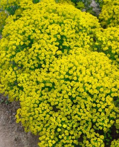 Euphorbia cyparissias 9 cm Topf - Größe nach Saison