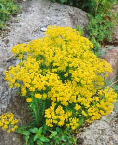 Euphorbia cyparissias 9 cm Topf - Größe nach Saison