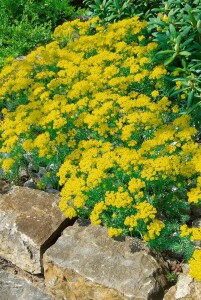 Euphorbia cyparissias 9 cm Topf - Größe nach Saison