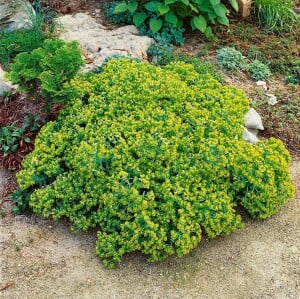 Euphorbia cyparissias 9 cm Topf - Größe nach Saison