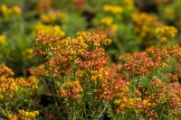 Euphorbia cyparissias 9 cm Topf - Größe nach Saison