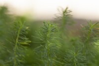 Euphorbia cyparissias 9 cm Topf - Größe nach Saison