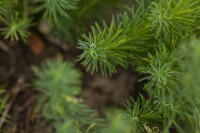 Euphorbia cyparissias 9 cm Topf - Größe nach Saison