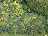 Euphorbia cyparissias 9 cm Topf - Größe nach Saison