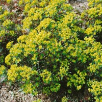 Euphorbia cyparissias 9 cm Topf - Größe nach Saison