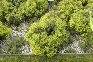 Euphorbia cyparissias Fens Ruby 9 cm Topf -...