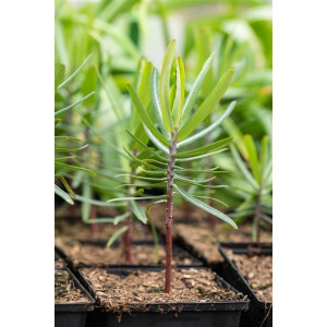 Euphorbia lathyris 11 cm Topf - Größe nach Saison