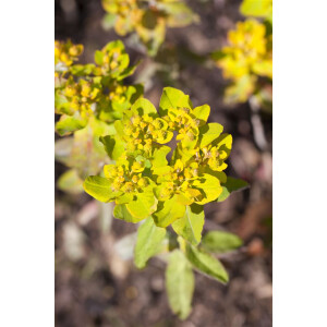 Euphorbia polychroma 9 cm Topf - Größe nach...