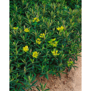 Euphorbia polychroma Purpurea 9 cm Topf -...