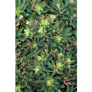 Euphorbia x martinii 11 cm Topf - Größe nach...