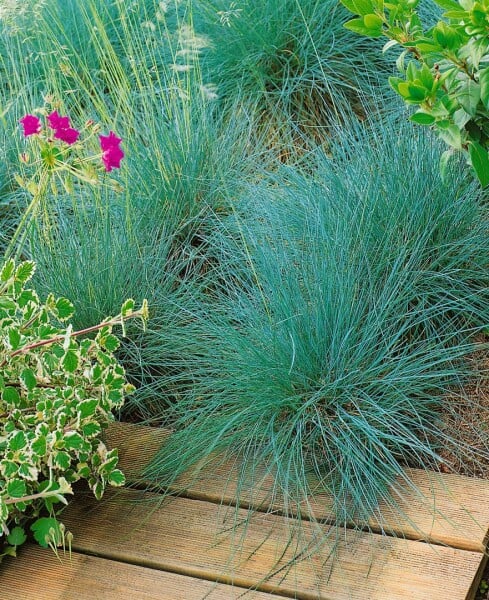 Festuca amethystina 9 cm Topf - Größe nach Saison