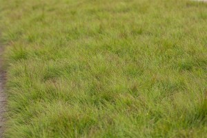 Festuca amethystina 9 cm Topf - Größe nach Saison