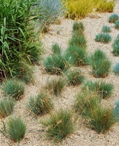 Festuca amethystina 9 cm Topf - Größe nach Saison