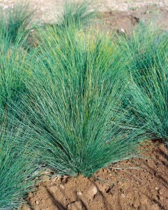 Festuca amethystina 9 cm Topf - Größe nach Saison