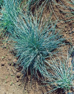 Festuca amethystina 9 cm Topf - Größe nach Saison