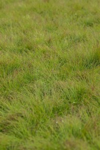 Festuca amethystina 9 cm Topf - Größe nach Saison