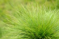 Festuca amethystina 9 cm Topf - Größe nach Saison