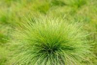 Festuca amethystina 9 cm Topf - Größe nach Saison