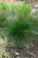 Festuca amethystina 9 cm Topf - Größe nach Saison