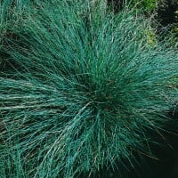 Festuca amethystina 9 cm Topf - Größe nach Saison