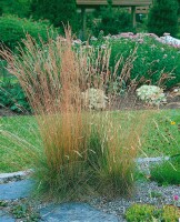 Festuca amethystina 9 cm Topf - Größe nach Saison