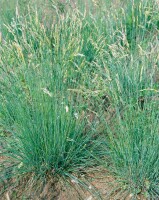 Festuca amethystina 9 cm Topf - Größe nach Saison