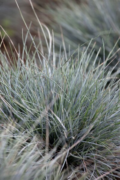 Festuca cinerea Azurit 9 cm Topf - Größe nach Saison