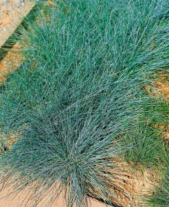 Festuca cinerea Azurit 9 cm Topf - Größe nach Saison