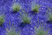 Festuca cinerea Azurit 9 cm Topf - Größe nach Saison