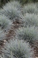 Festuca cinerea Azurit 9 cm Topf - Größe nach Saison