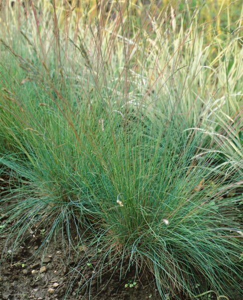 Festuca cinerea Golden Toupee 9 cm Topf - Größe nach Saison