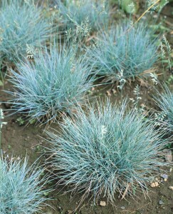 Festuca gigantea 11 cm Topf - Größe nach Saison