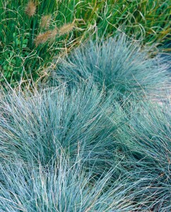 Festuca gigantea 11 cm Topf - Größe nach Saison