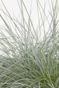 Festuca gigantea 11 cm Topf - Größe nach Saison