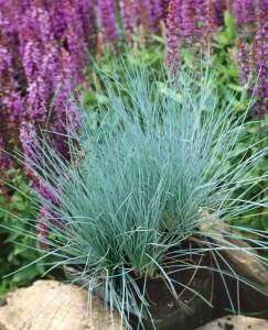 Festuca gigantea 11 cm Topf - Größe nach Saison