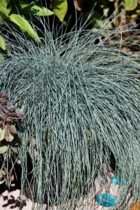 Festuca gigantea 11 cm Topf - Größe nach Saison