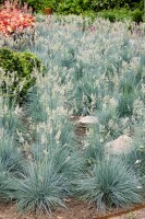 Festuca gigantea 11 cm Topf - Größe nach Saison