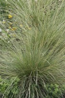 Festuca gigantea 11 cm Topf - Größe nach Saison