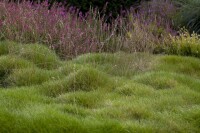 Festuca gigantea 11 cm Topf - Größe nach Saison