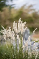 Festuca gigantea 11 cm Topf - Größe nach Saison