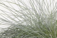 Festuca gigantea 11 cm Topf - Größe nach Saison