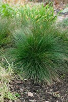 Festuca gigantea 11 cm Topf - Größe nach Saison