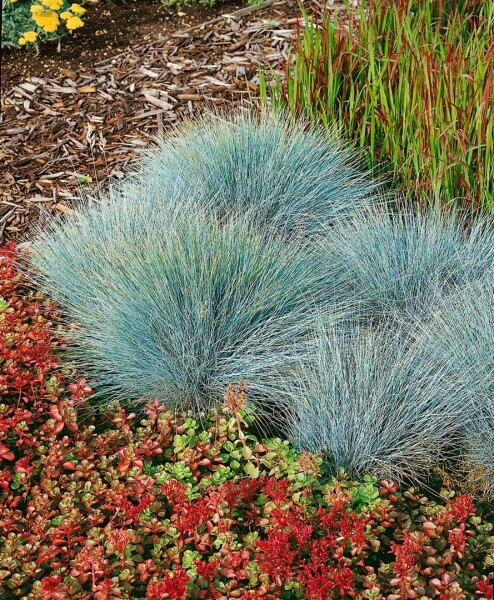 Festuca glauca Elijah Blue 9 cm Topf - Größe nach Saison