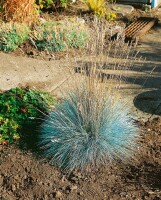 Festuca glauca Elijah Blue 9 cm Topf - Größe nach Saison