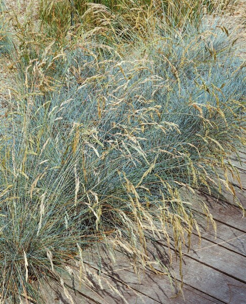 Festuca valesiaca Glaucantha 9 cm Topf - Größe nach Saison